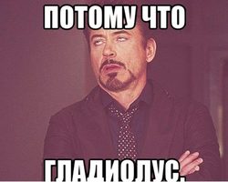 «ПОТОМУ ЧТО ГЛАДИОЛУС»: откуда пошла эта фраза? Почему говорят — «ПОТОМУ ЧТО ГЛАДИОЛУС»: что это значит?