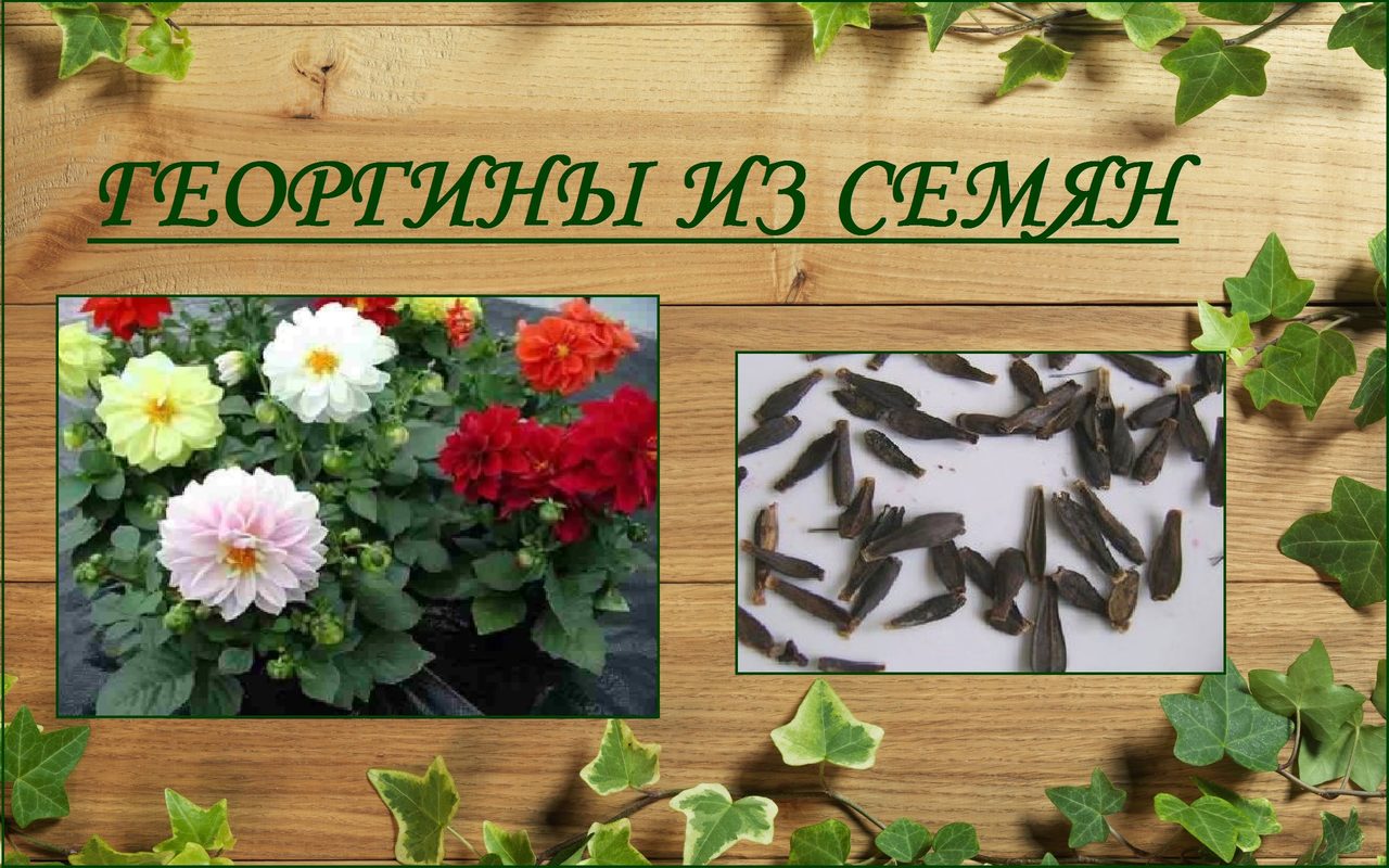 Семена "веселых ребят"