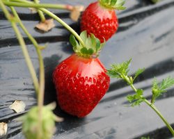 Выращивание клубники и земляники из семян в домашних условиях: стратификация семян, посадка на рассаду и уход, высадка рассады в открытый грунт, пикировка, подкормка удобрениями, дачные хитрости, секреты, агротехника, видео. Клубника, земляника из семян: когда дает урожай?