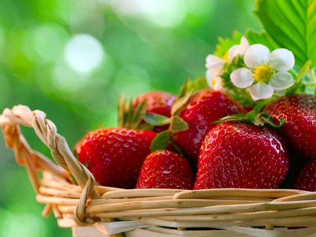 Пересадка и размножение клубники и земляники садовой делением куста и для омоложения летом, осенью после сбора урожая: сроки, описание технологии, расстояние между кустами и рядами, схема посадки. Как делить кусты клубники, земляники при пересадке?