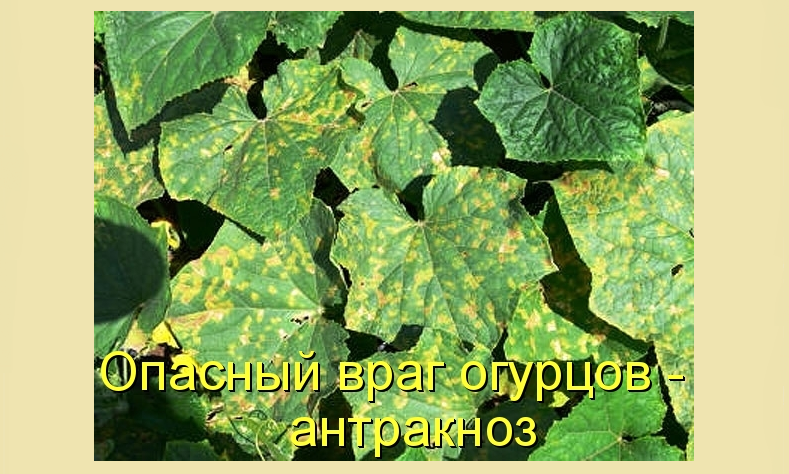 Антракноз