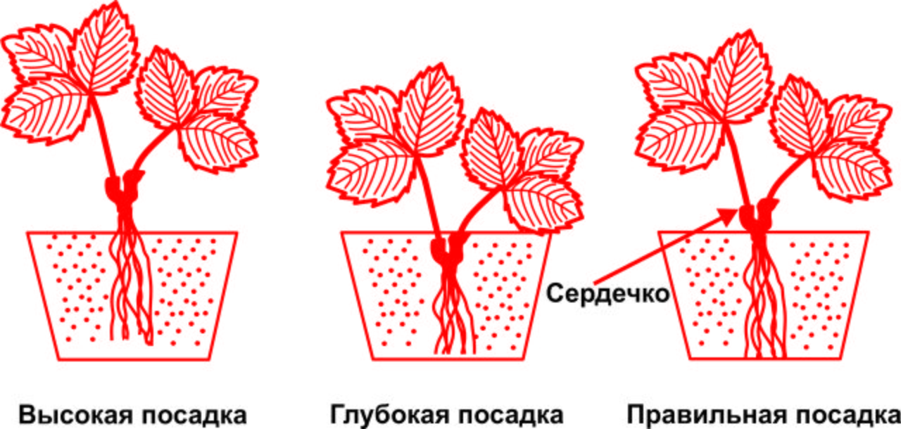 Схема посадки