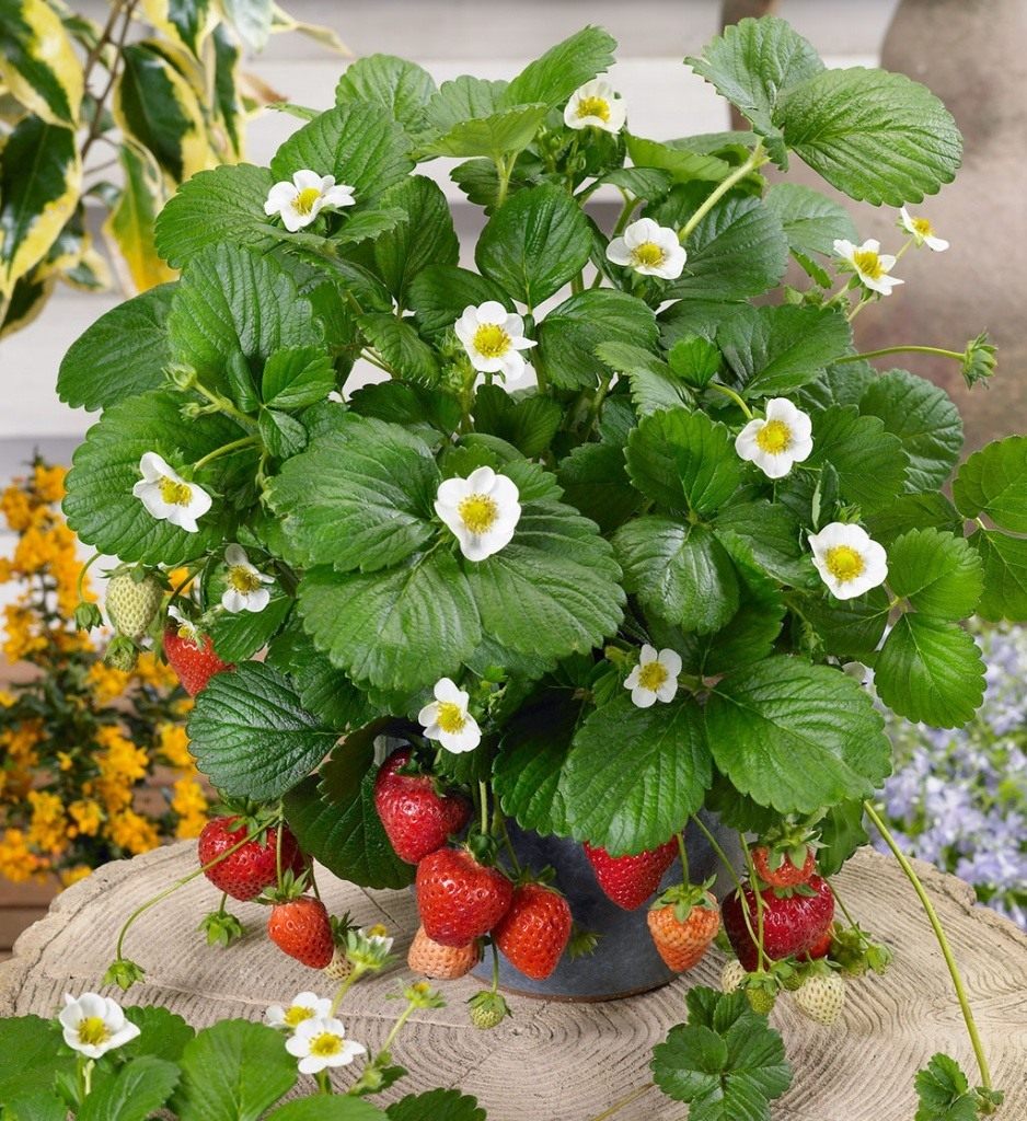 Куст клубники