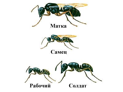 Муравьиные касты