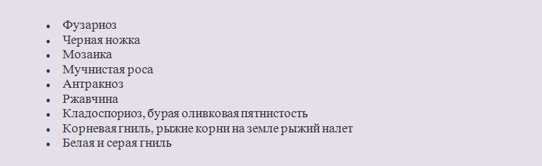 Болезни и вредители огурцов