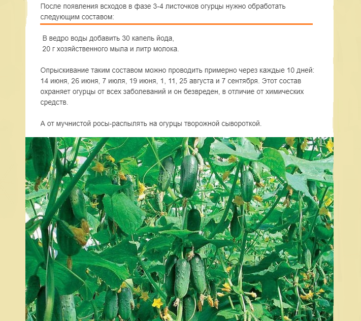 Рецепт от болезни огурцов