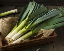 Когда убирают лук-порей с грядки на хранение: сроки уборки урожая. Как правильно выкапывать лук-порей на зиму для хранения: советы