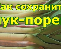 Как хранить лук-порей зимой в домашних условиях: способы, заморозка, советы, видео. Лук-порей — хранение на зиму в погребе, холодильнике: описание. Сколько хранится лук-порей? Как заготовить лук-порей на зиму: рецепты
