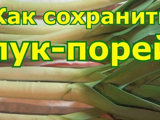 Как хранить лук-порей зимой в домашних условиях: способы, заморозка, советы, видео. Лук-порей — хранение на зиму в погребе, холодильнике: описание. Сколько хранится лук-порей? Как заготовить лук-порей на зиму: рецепты