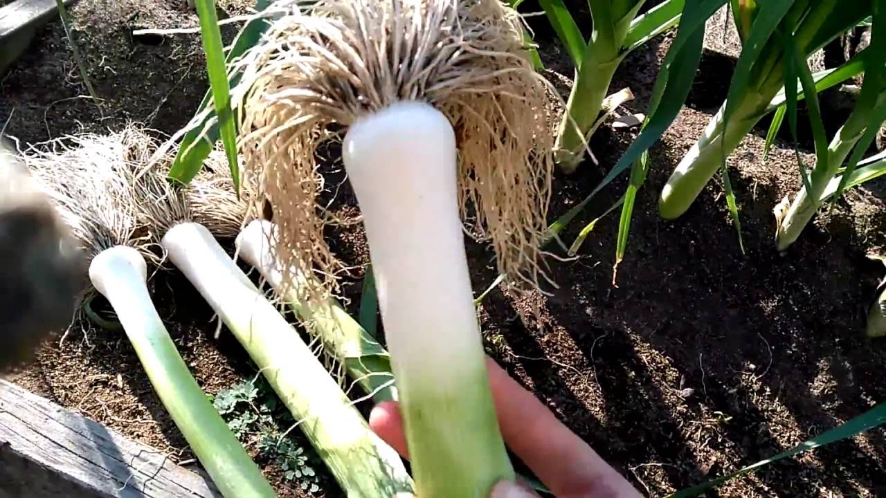 Уборка лука-порей
