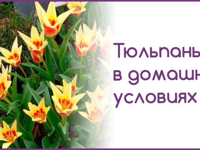 Как вырастить тюльпаны из семян в домашних условиях: время посадки и описание технологии