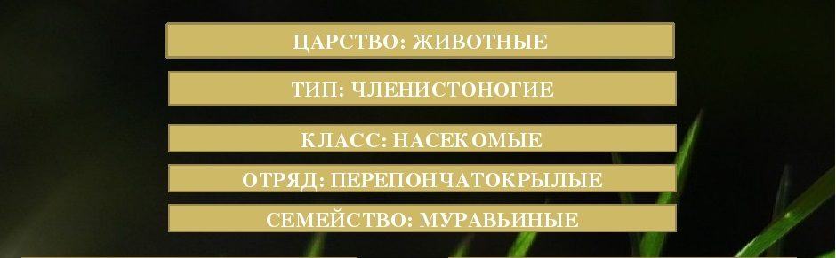 Классификация