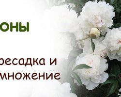 Когда и как сажать и пересаживать древовидные и травянистые пионы на новое место? Как размножаются пионы древовидные и травянистые? Когда лучше пересаживать пионы: весной или осенью?