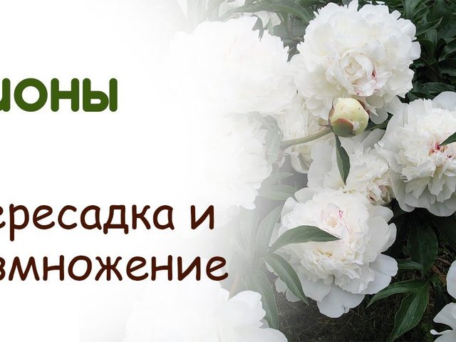 Когда и как сажать и пересаживать древовидные и травянистые пионы на новое место? Как размножаются пионы древовидные и травянистые? Когда лучше пересаживать пионы: весной или осенью?
