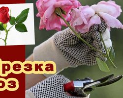 Обрезка роз осенью, летом, весной: сроки, схема, видео, советы для начинающих садоводов. Какие розы обрезают осенью, летом, весной: сорта. Как правильно подстричь розы осенью на зиму, на какую высоту обрезать перед укрытием?