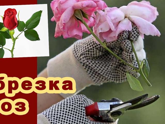 Обрезка роз осенью, летом, весной: сроки, схема, видео, советы для начинающих садоводов. Какие розы обрезают осенью, летом, весной: сорта. Как правильно подстричь розы осенью на зиму, на какую высоту обрезать перед укрытием?