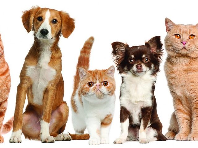 Можно ли кормить собаку сухим или мягким кошачьим кормом? Почему собака ест кошачий корм: причины, вредно ли это, последствия. Что будет, если собаку кормить кошачьим кормом?