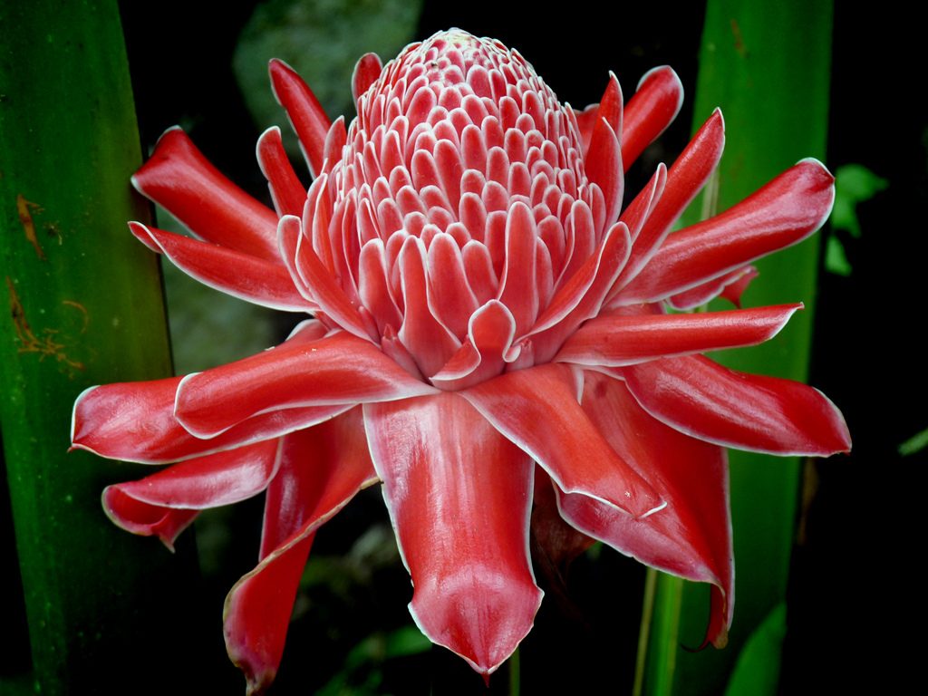 Цветение имбиря
