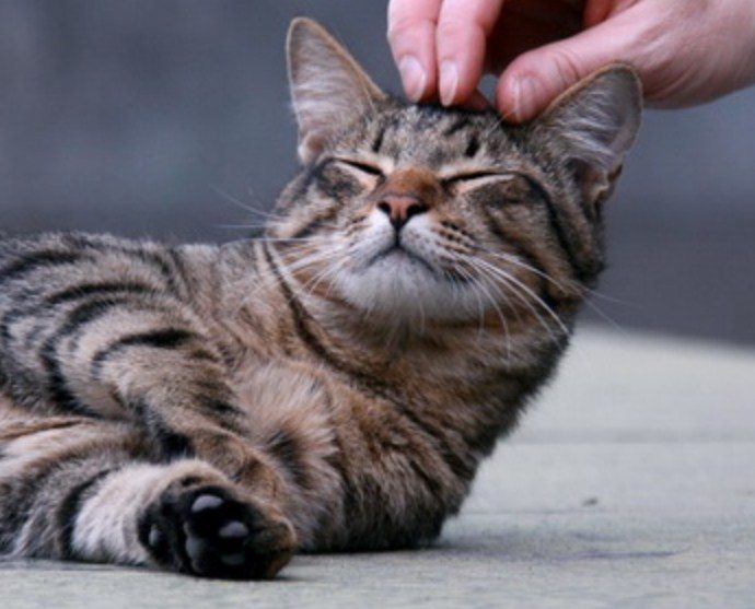 И кошке приятно
