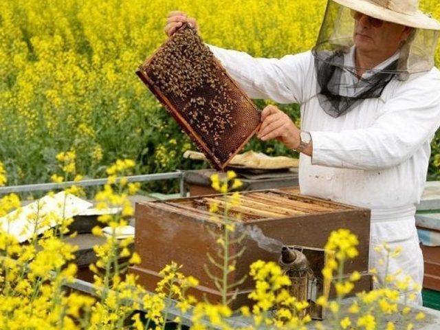 Все о пчелах и пчеловодстве для начинающих — с чего начать, как ухаживать за пчелами, кормить и обрабатывать пчел: описание, видео. Федеральный закон о пчеловодстве: содержание. Товары для пчеловодства из Китая — как заказать на Алиэкспресс: ссылки на каталог