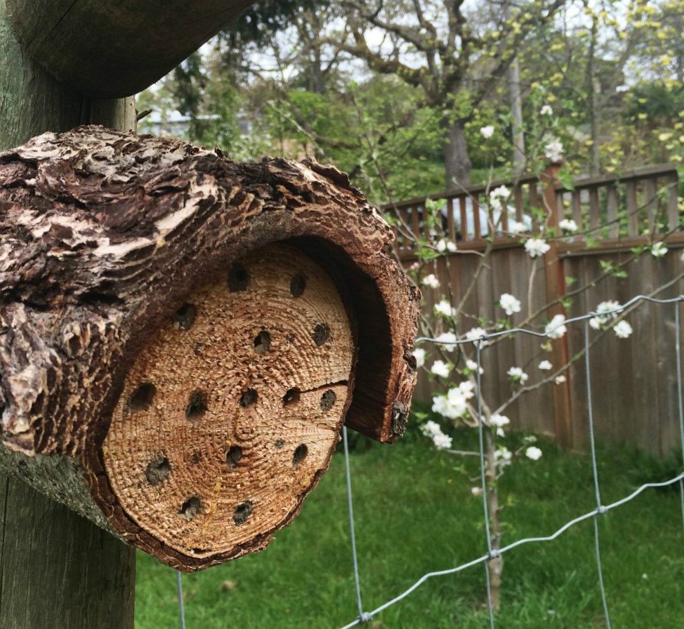 Привлекаем пчел