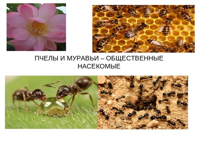 Пчелы и муравьи