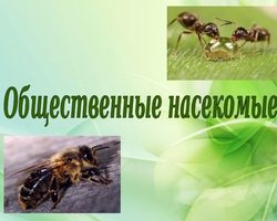 Почему пчел и муравьев называют общественными насекомыми? Особенности сложного поведения общественных насекомых: описание. Чем общественные насекомые отличаются от одиночных: сравнение, сходства и различия