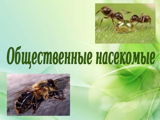 Почему пчел и муравьев называют общественными насекомыми? Особенности сложного поведения общественных насекомых: описание. Чем общественные насекомые отличаются от одиночных: сравнение, сходства и различия