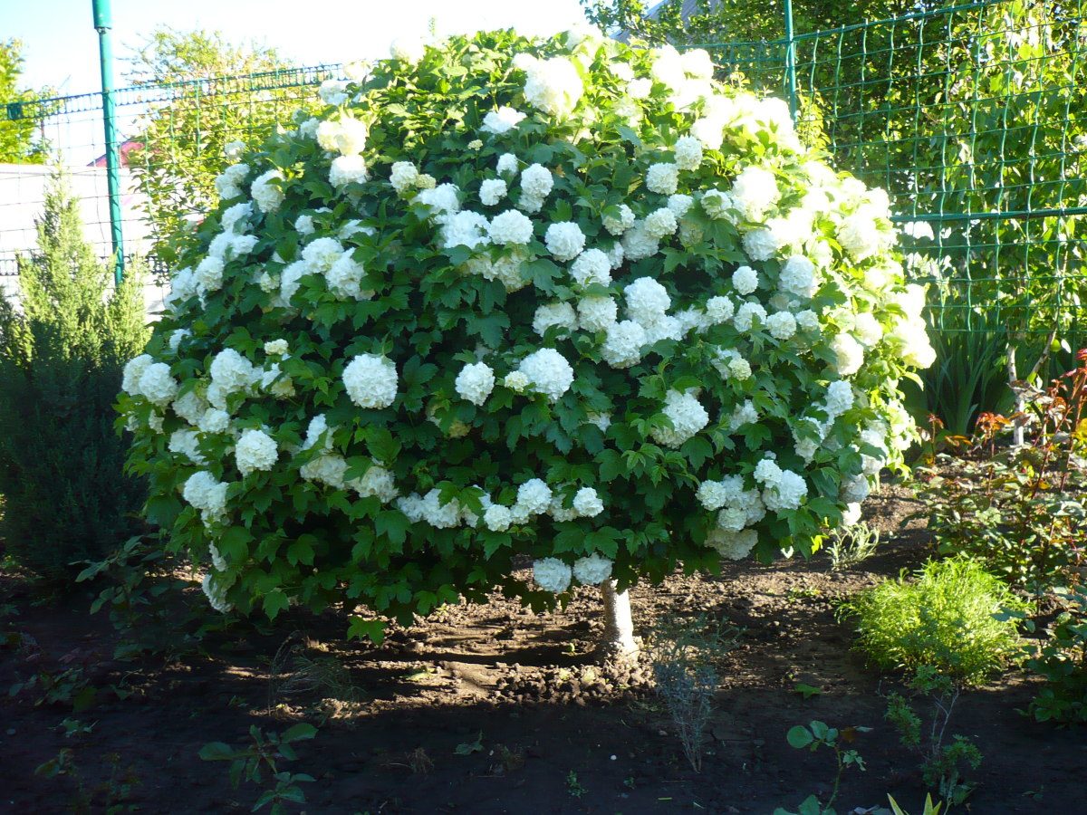 Белый кустарник