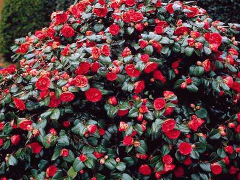 Красивый кустарник