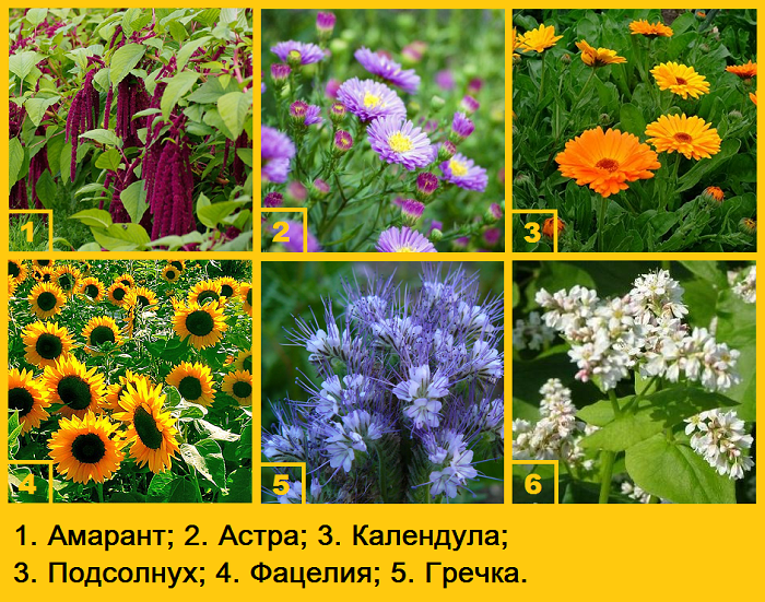 Сидераты семейства амарантовых, сложноцветных, гидрофилов, гречишных.