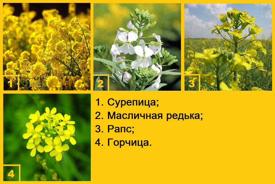 Сидераты семейства крестоцветых.