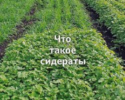 Как правильно и какие сидераты посадить весной, летом, осенью, под зиму под картофель, клубнику, лук, чеснок, помидоры, огурцы, капусту, морковь, малину, от сорняков, фитофторы: названия, список, сроки посева и закапывания. Лучшие сидераты для огорода: названия, список