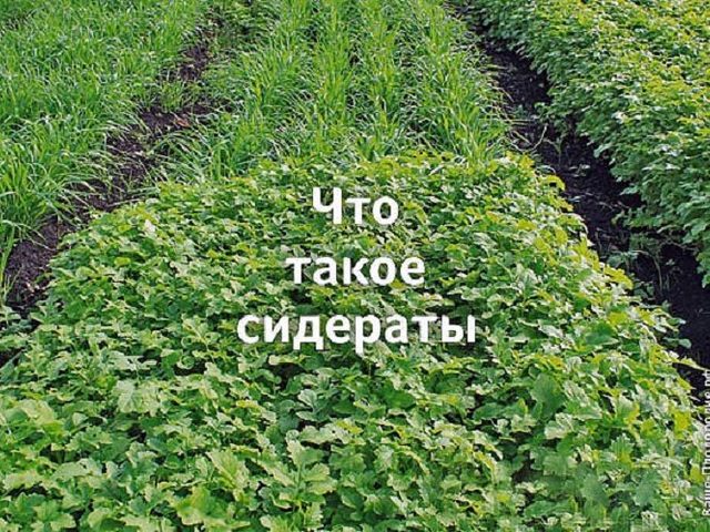 Как правильно и какие сидераты посадить весной, летом, осенью, под зиму под картофель, клубнику, лук, чеснок, помидоры, огурцы, капусту, морковь, малину, от сорняков, фитофторы: названия, список, сроки посева и закапывания. Лучшие сидераты для огорода: названия, список