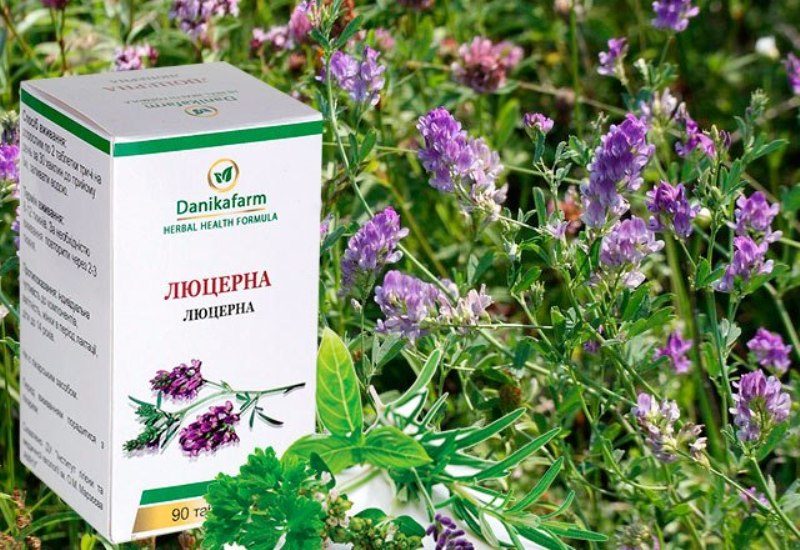 Люцерна — незаменимый сидерат и лекарственная травка