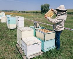 Птицы, которые едят пчел: название, описание, фото. Как защитить пасеку от птиц, поедающих пчел?
