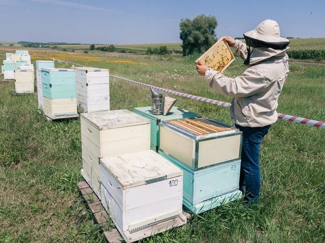 Птицы, которые едят пчел: название, описание, фото. Как защитить пасеку от птиц, поедающих пчел?