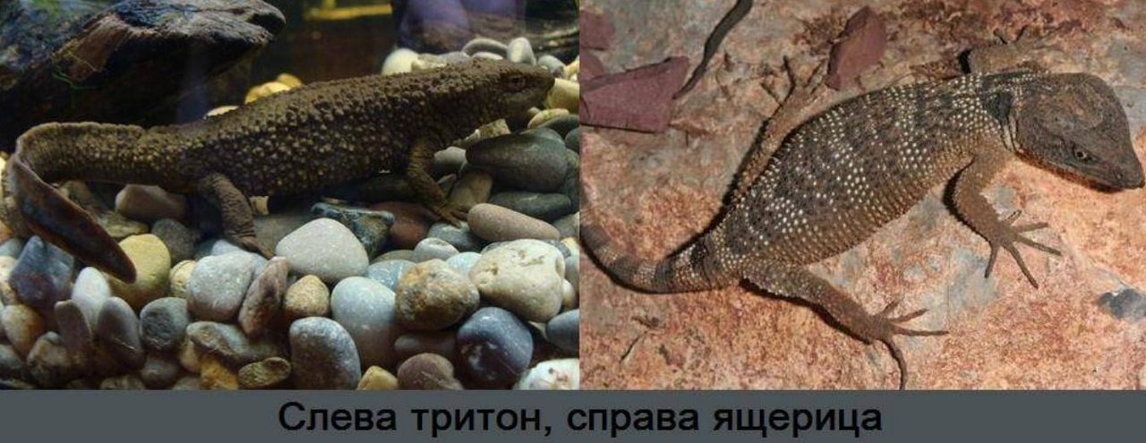 Различия тритона и ящерицы