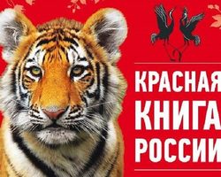 Редкие животные Красной книги России и мира: млекопитающие, птицы, земноводные, насекомые, пресмыкающиеся с описаниями и фотографиями. Как объяснить детям, что такое Красная книга?