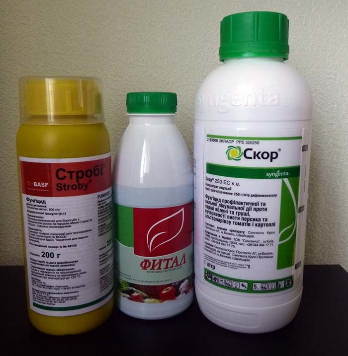 Строби