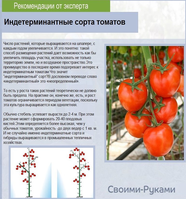 Индетерминантные сорта томатов