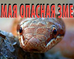 Медянка обыкновенная — змея или безногая ящерица, ядовитая, опасная или нет: краткое описание. Чем отличаются змеи от ящериц, медянка от медяницы, веретеницы ломкой? Как содержать и чем кормить медянку в домашних условиях? Что будет, если укусит медянка?