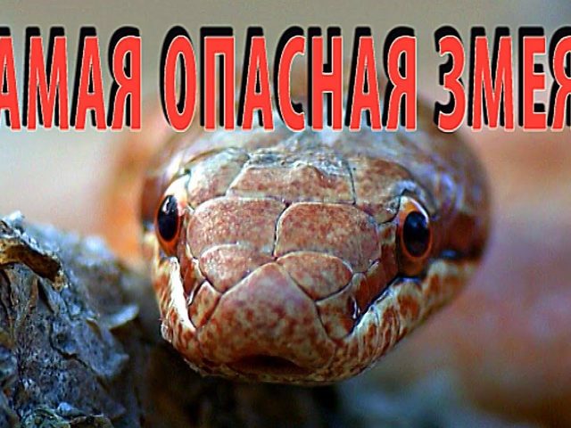 Медянка обыкновенная — змея или безногая ящерица, ядовитая, опасная или нет: краткое описание. Чем отличаются змеи от ящериц, медянка от медяницы, веретеницы ломкой? Как содержать и чем кормить медянку в домашних условиях? Что будет, если укусит медянка?