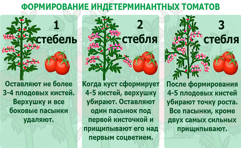 Формирование куста индетерминантных сортов томатов