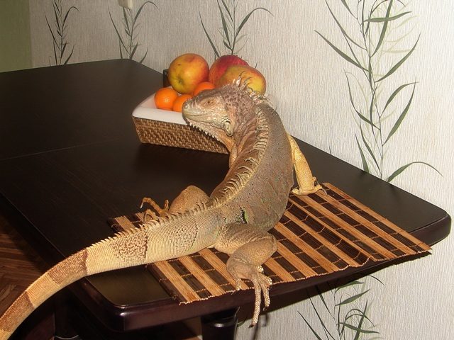 Ящерица в доме