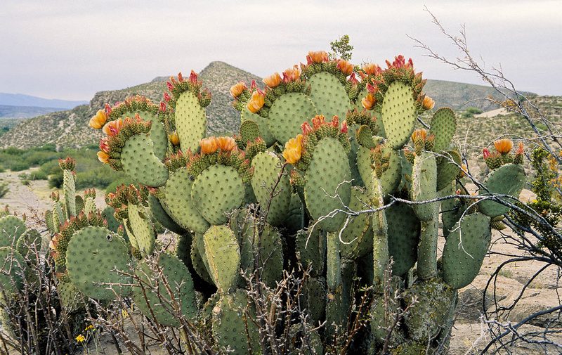Кактус opuntia ficus-indica