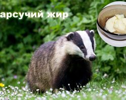 Барсучий жир: состав, лечебные свойства, противопоказания и рецепты применение при простуде, бронхите, язве желудка, туберкулезе, астме, анемии, ревматизме, болезнях уха, для укрепления иммунитета
