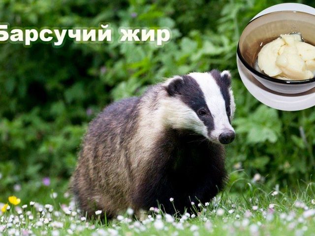 Барсучий жир: состав, лечебные свойства, противопоказания и рецепты применение при простуде, бронхите, язве желудка, туберкулезе, астме, анемии, ревматизме, болезнях уха, для укрепления иммунитета