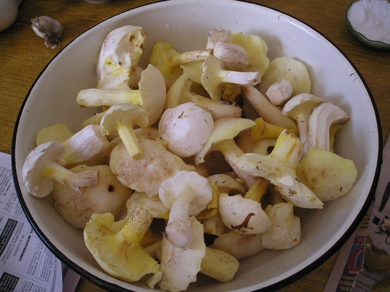 Чистка маслят