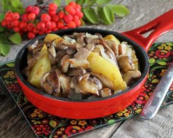 Жареные грибы маслята: лучшие рецепты с луком, картошкой, сметаной, сыром, без варки, на зиму. На каком масле жарить маслята? Как и сколько варить грибы маслята перед жаркой по времени?